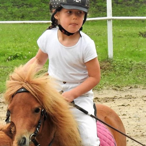 shetlandponies